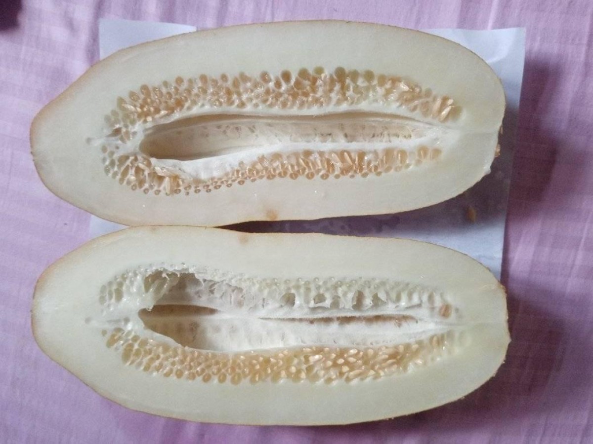 Cucumis sativus L.